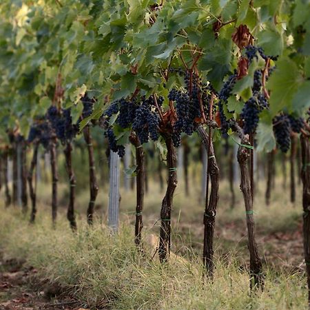 Agriturismo Casagrande Montepulciano Luaran gambar