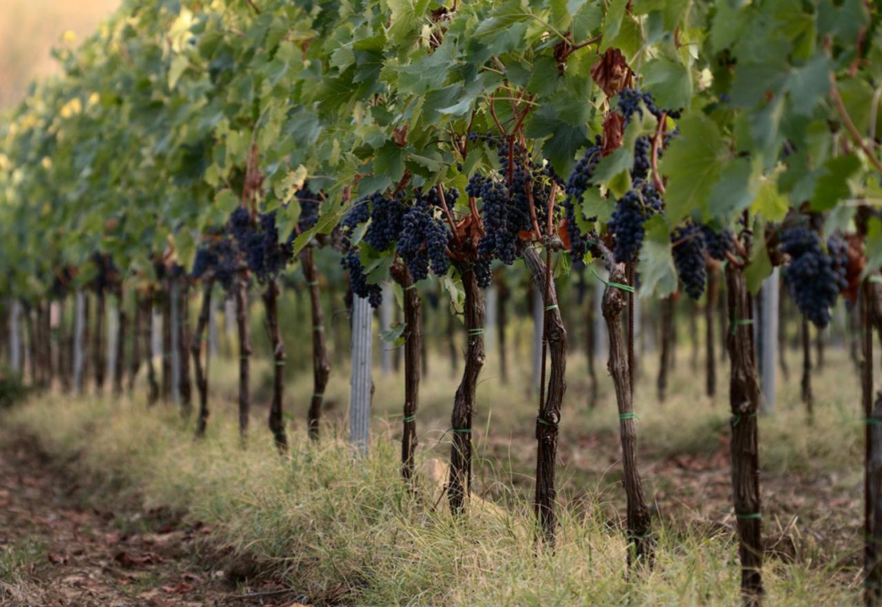 Agriturismo Casagrande Montepulciano Luaran gambar